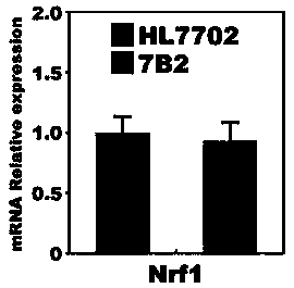 Nrf1β gene directional knockout recognition sequence pair, talens, vector pair and application in human hepatocytes