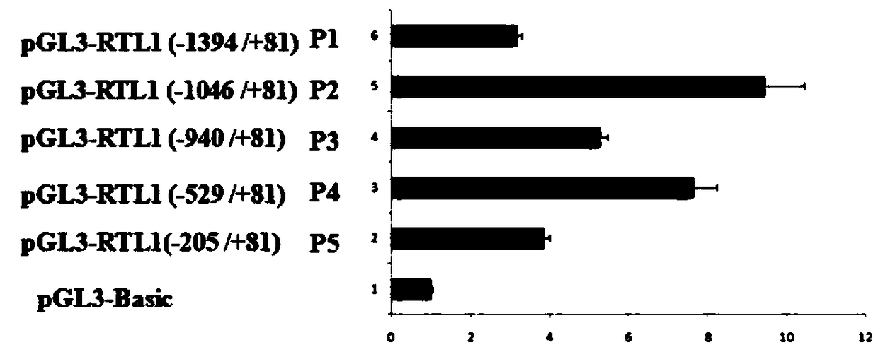 Application of transcription factor MyoD in regulation and control of pig RTL1 gene expression