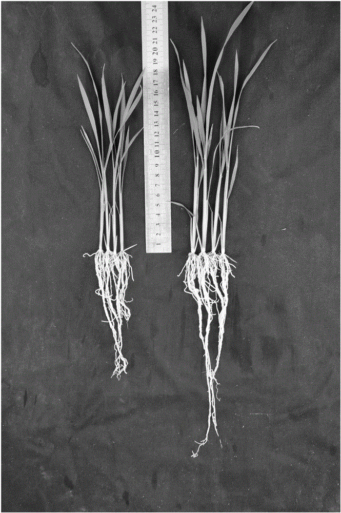 Strain 1LN2 for preventing and treating rice sheath blight disease and application of strain 1LN2