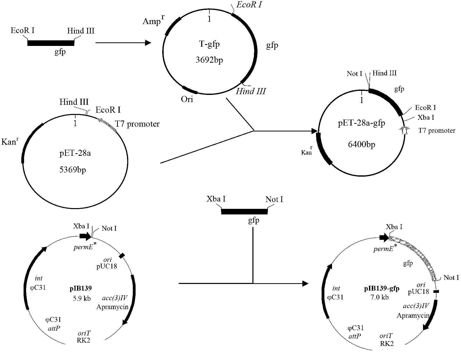 Establishment method of streptomyces diastatochromogenes expression system