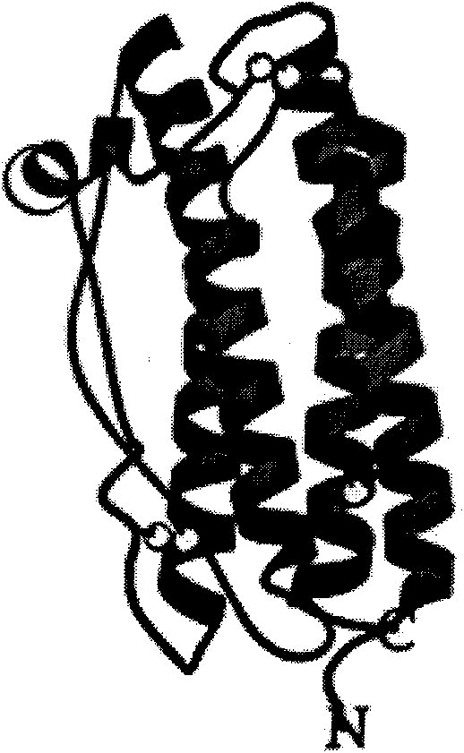 G-CSF (Granulocyte-Colony Stimulating Factor) fusion protein mutant, preparation method and application thereof