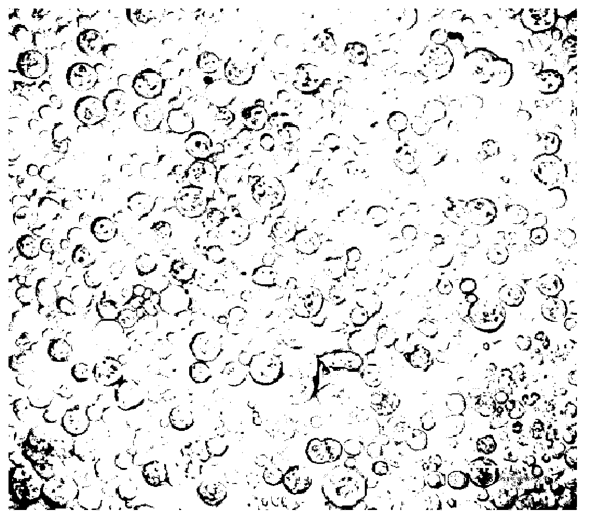 Primary culture and purification method of intestinal epithelial cells of carassius auratus gibelio