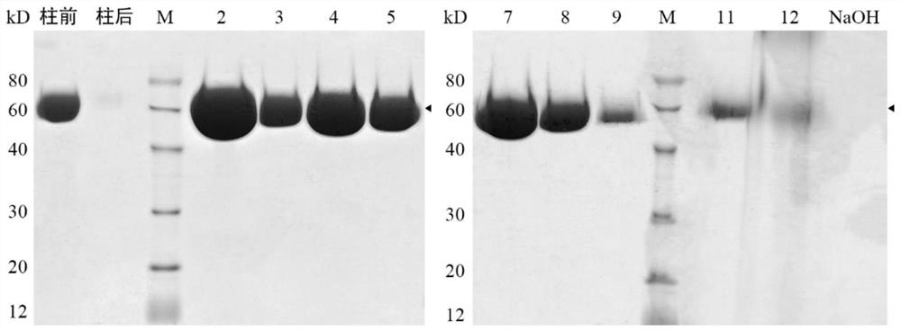 New application and preparation method of hyaluronic acid fragment