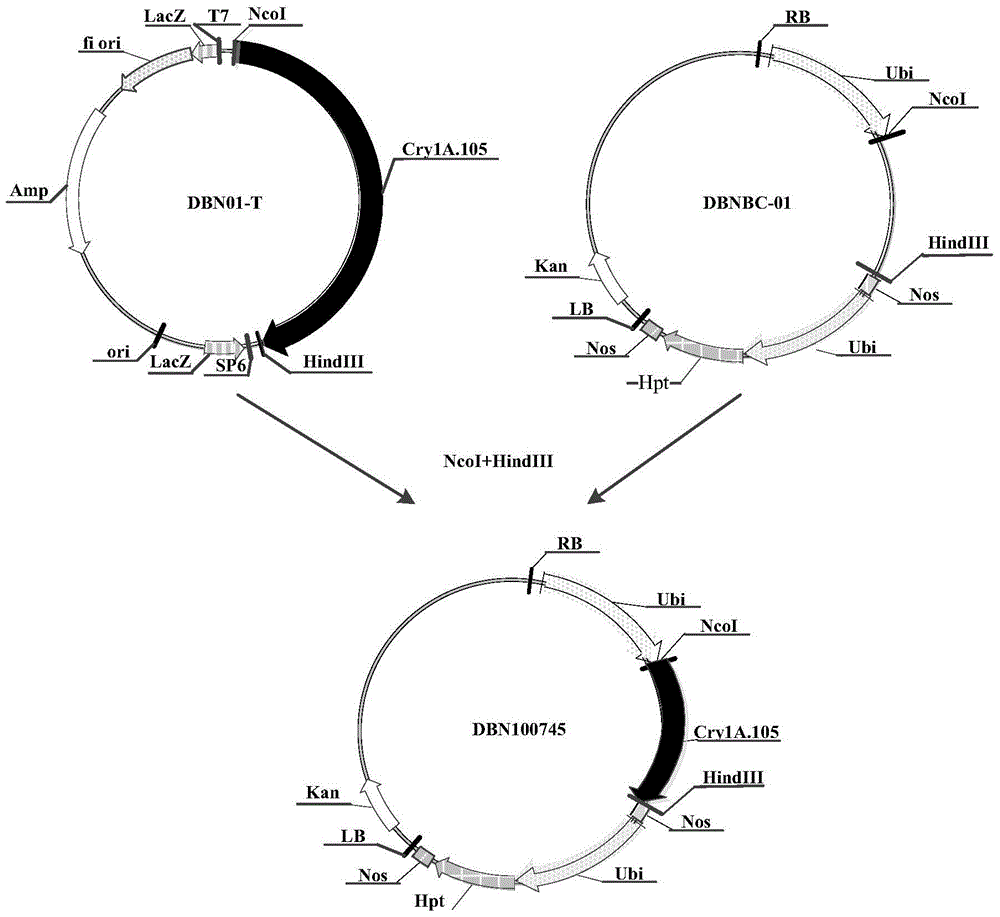 The use of insecticidal protein