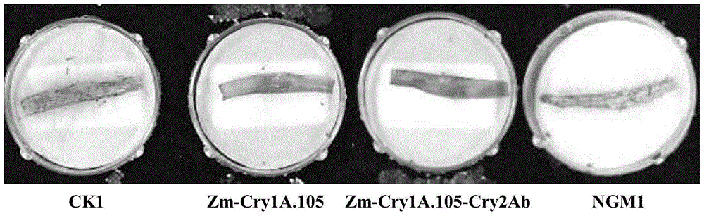 The use of insecticidal protein