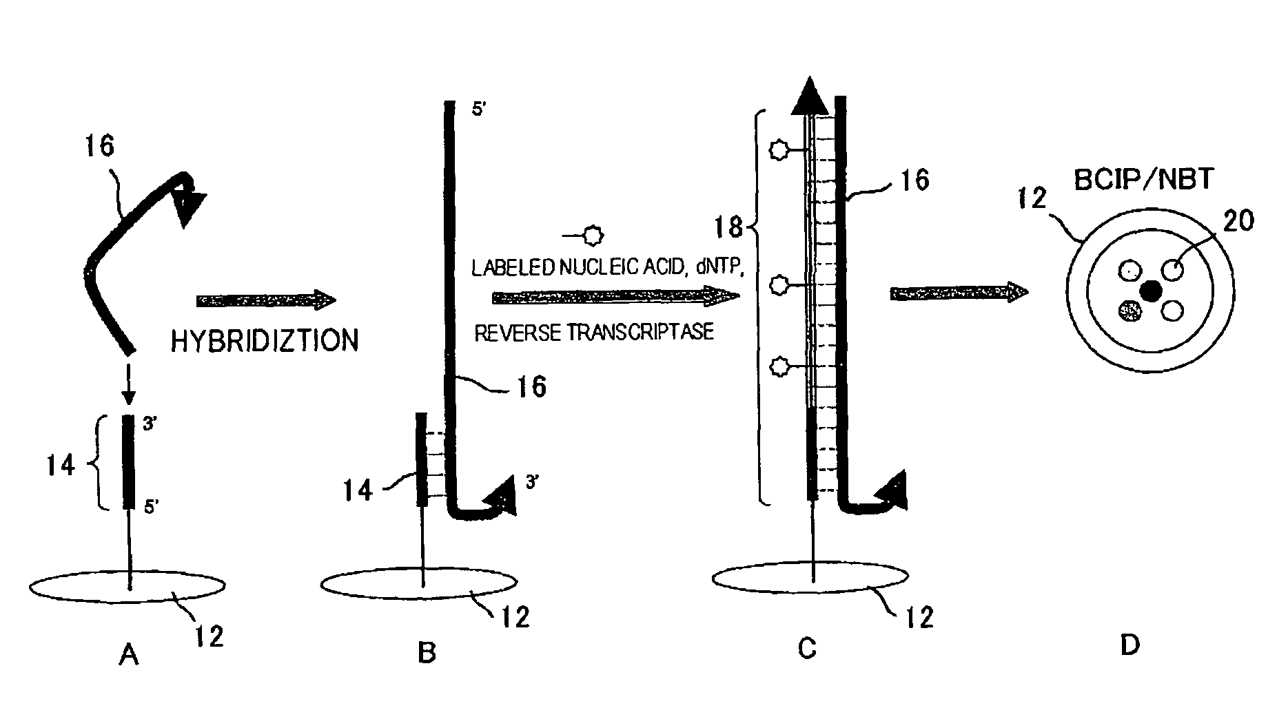 RNA detection method