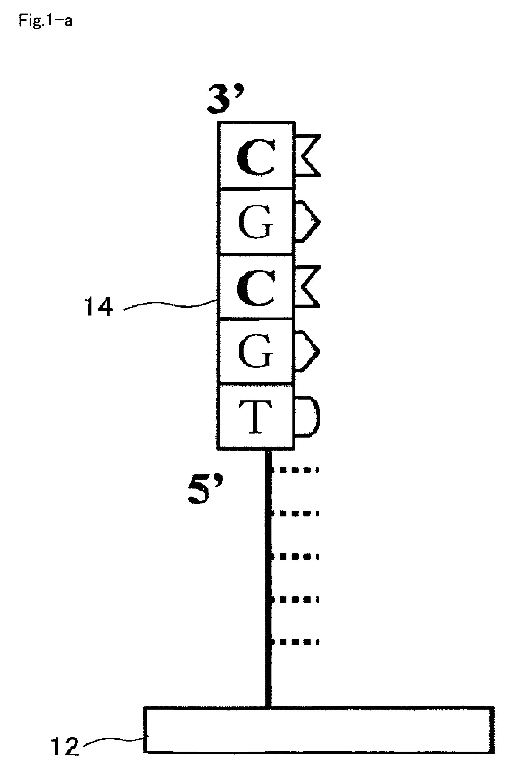 RNA detection method