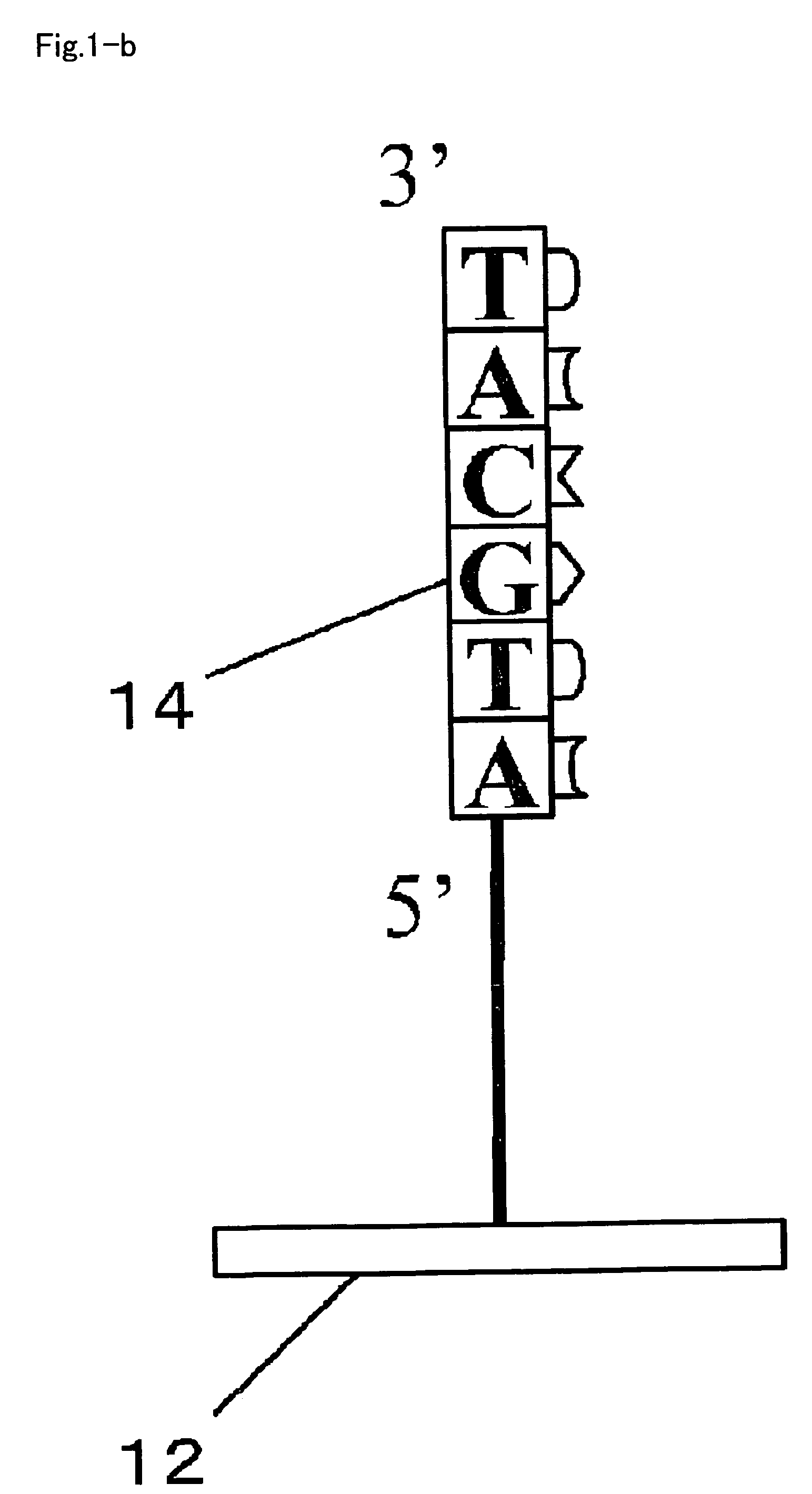 RNA detection method