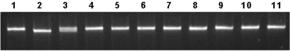 Molecular marker of rice amylose content micro-control gene SSIVb and application thereof