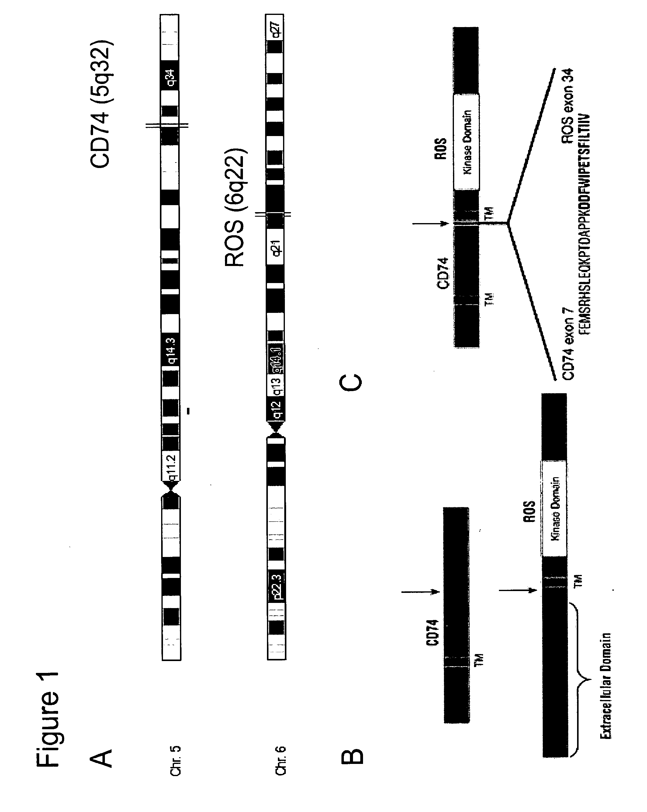 Translocation and mutant ros kinase in human non-small cell lung carcinoma