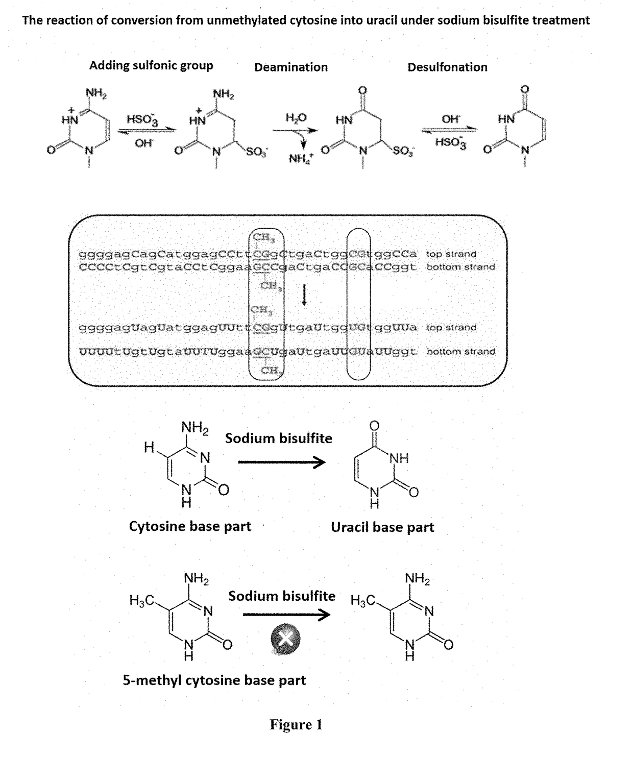 Method for Detecting Methylated DNA