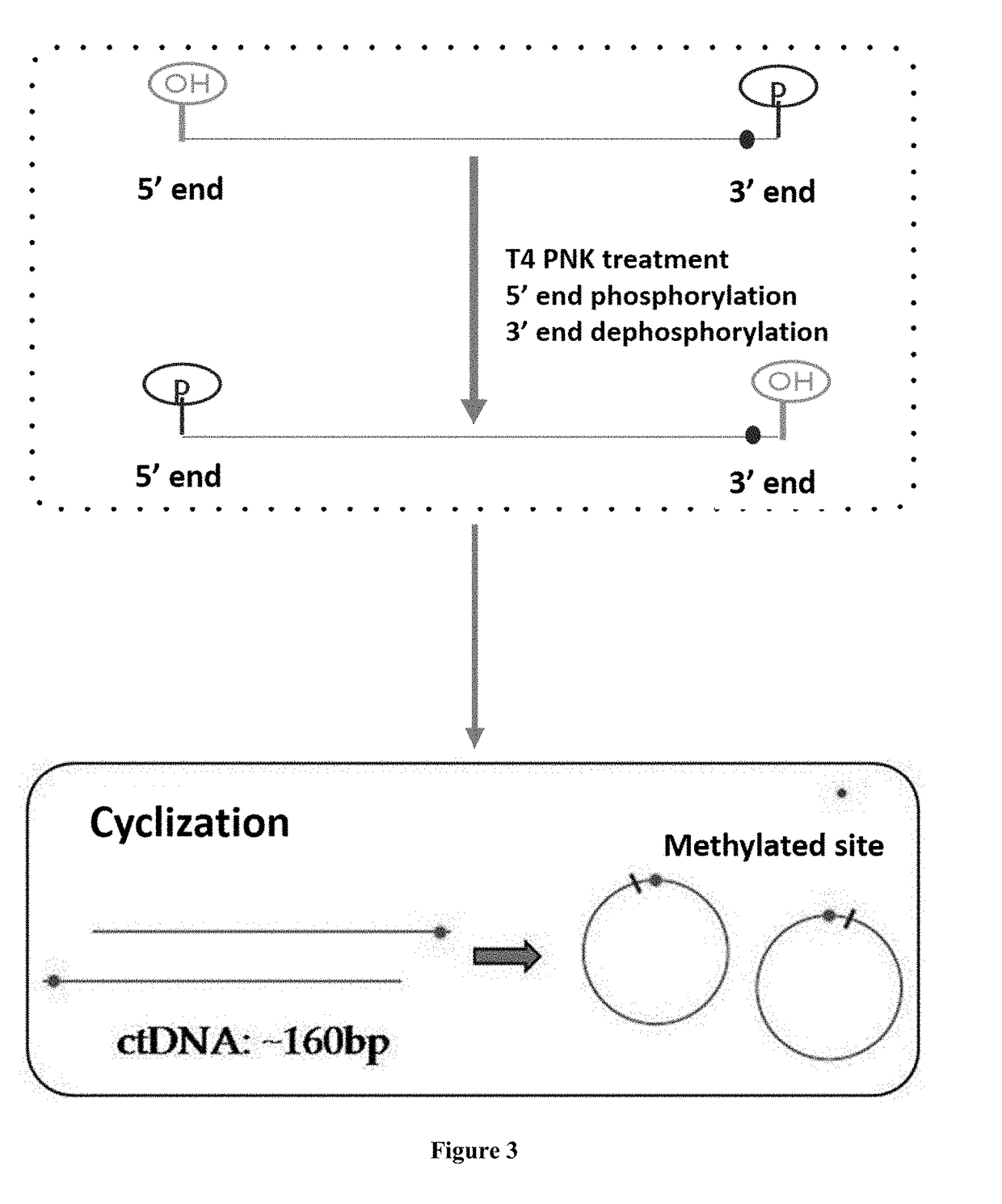 Method for Detecting Methylated DNA