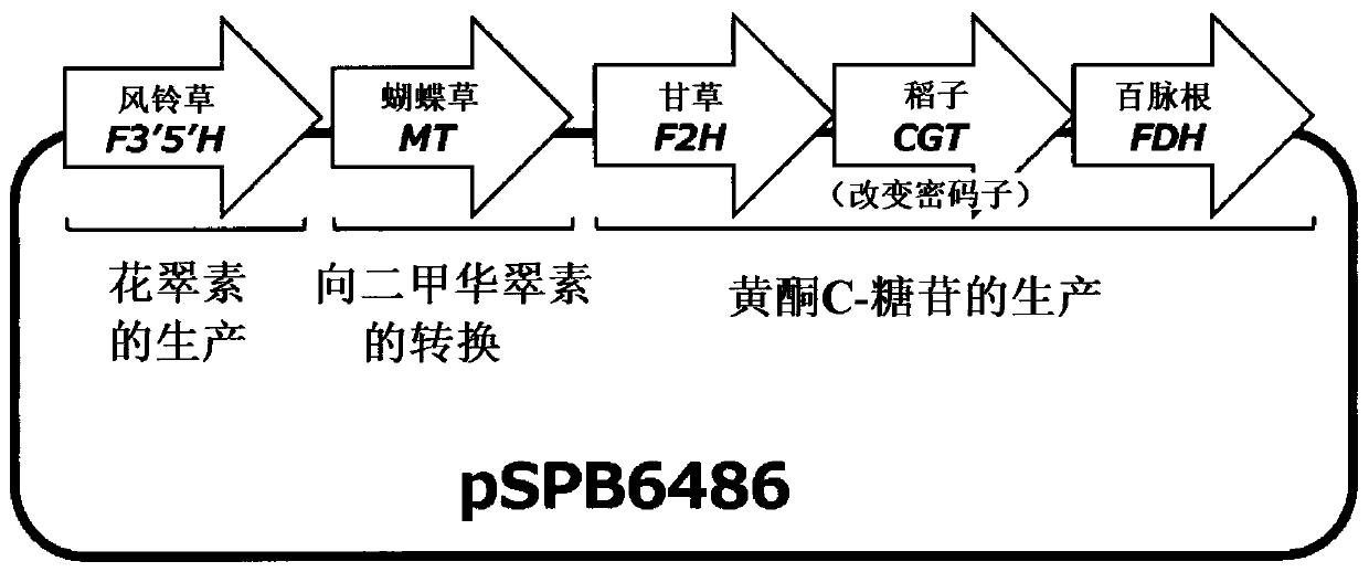 Transformed plant having blue flower color, and method for creating same