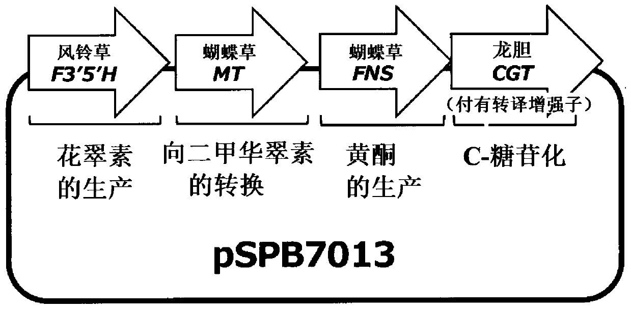 Transformed plant having blue flower color, and method for creating same