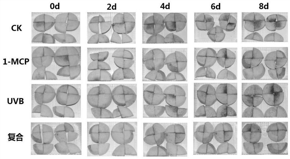 Treatment method for improving fresh-keeping effect of fresh-cut yellow peaches