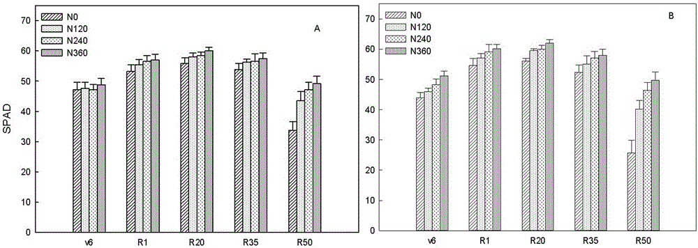 High-yield cultivation method based on corn carbon and nitrogen metabolism difference