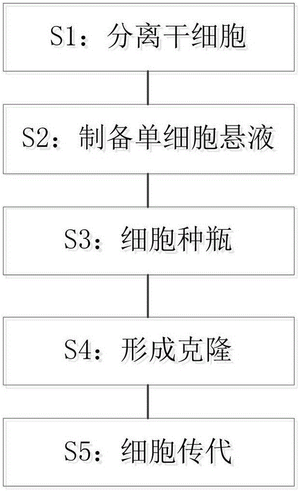 Separation culture method of dental pulp stem cells