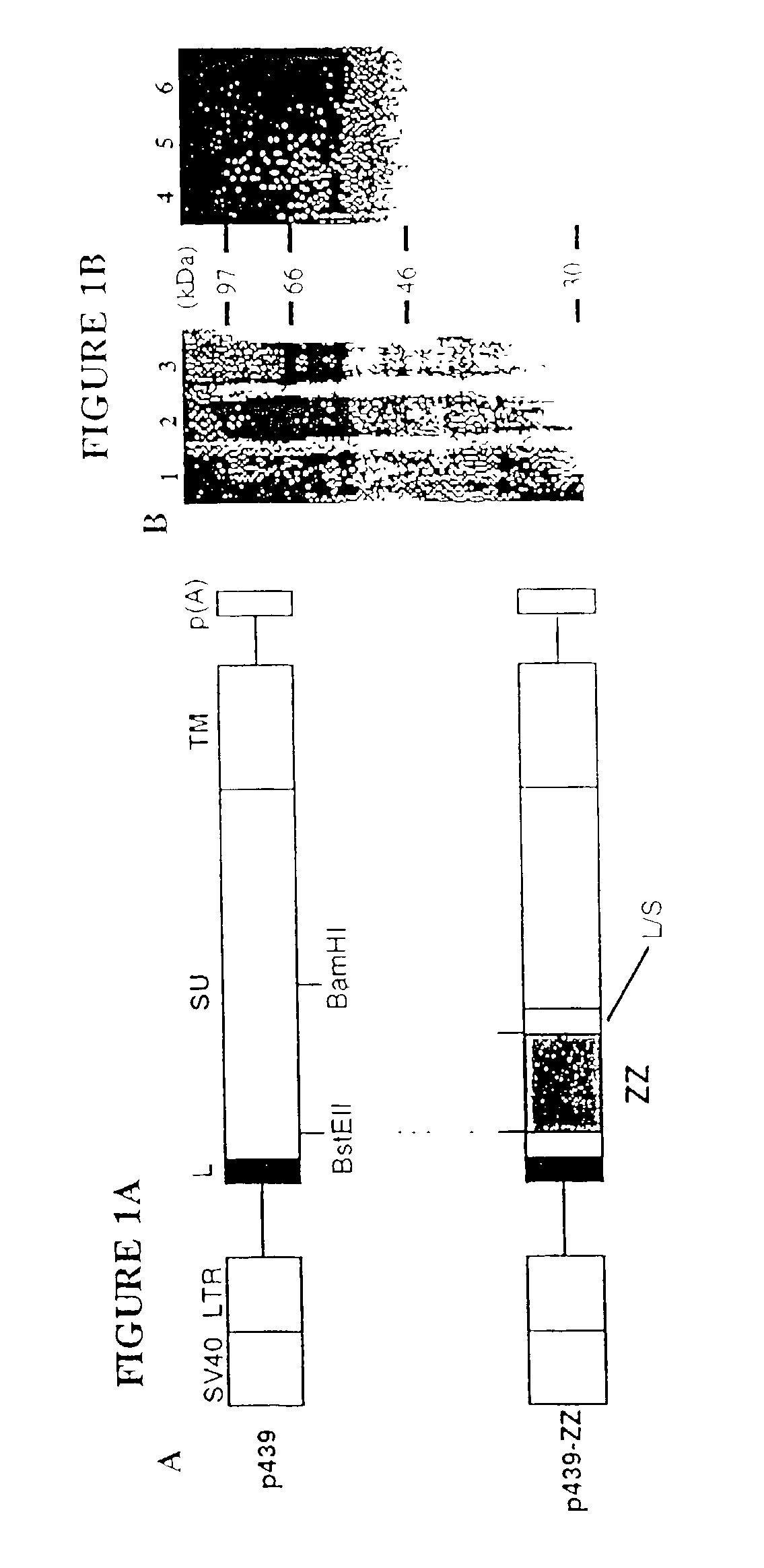 Viral vectors having chimeric envelope proteins containing the IgG-binding domain of protein A