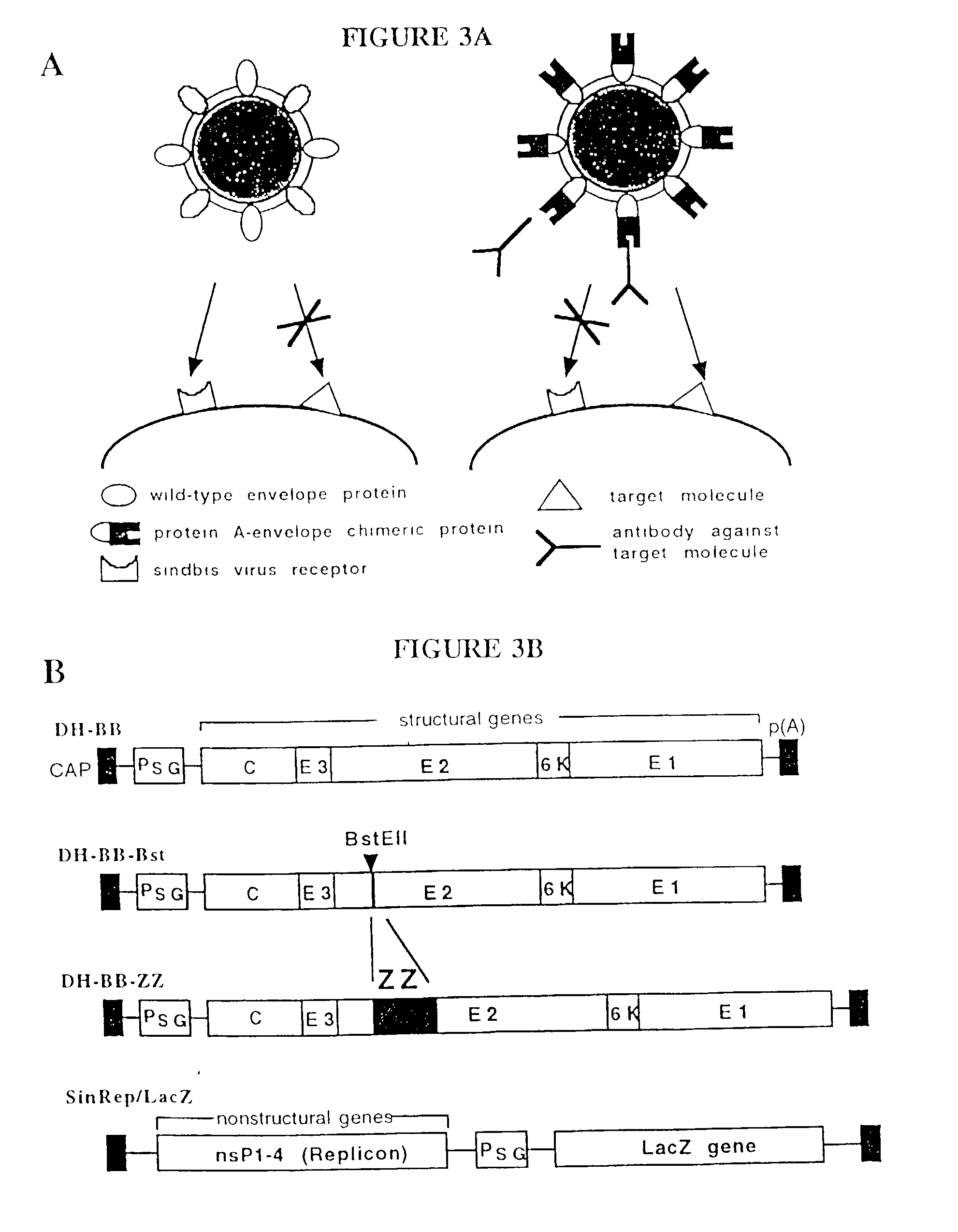 Viral vectors having chimeric envelope proteins containing the IgG-binding domain of protein A