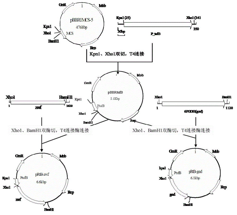 Gluconobacter oxydans engineering bacteria and preparation method and application thereof in preparing xylitol