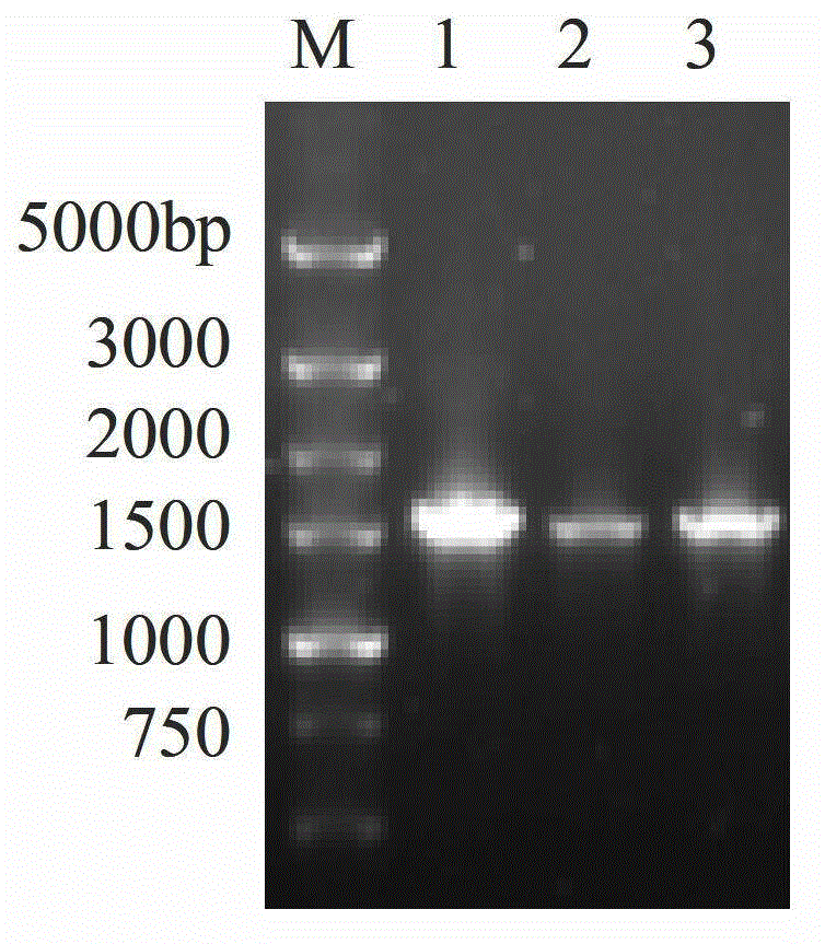 Gluconobacter oxydans engineering bacteria and preparation method and application thereof in preparing xylitol