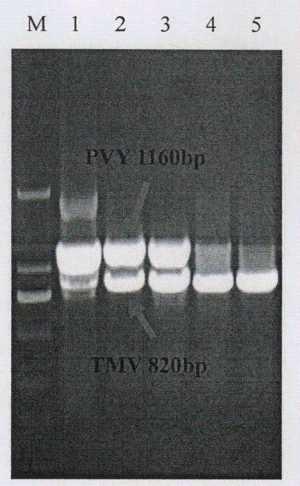 Method for compositely detecting tobacco common mosaic virus and potato virus Y in one step and primers thereof