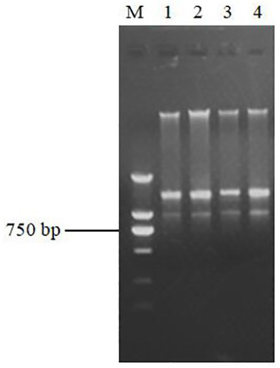 Application of tobacco NtAAP3 gene in tobacco