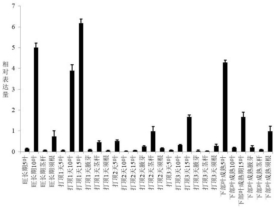 Application of tobacco NtAAP3 gene in tobacco