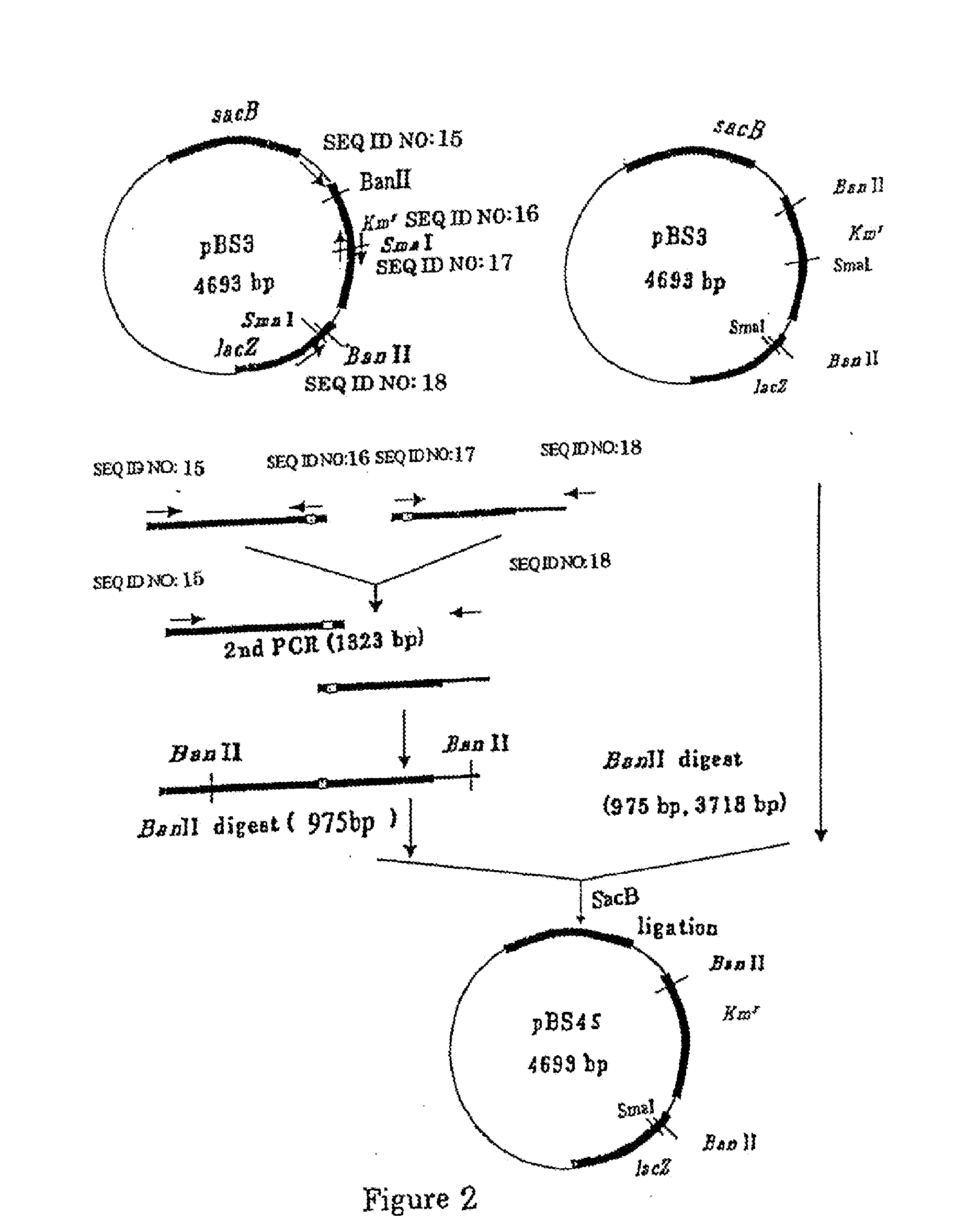 L-glutamic acid-producing microorganism and a method for producing l-glutamic acid