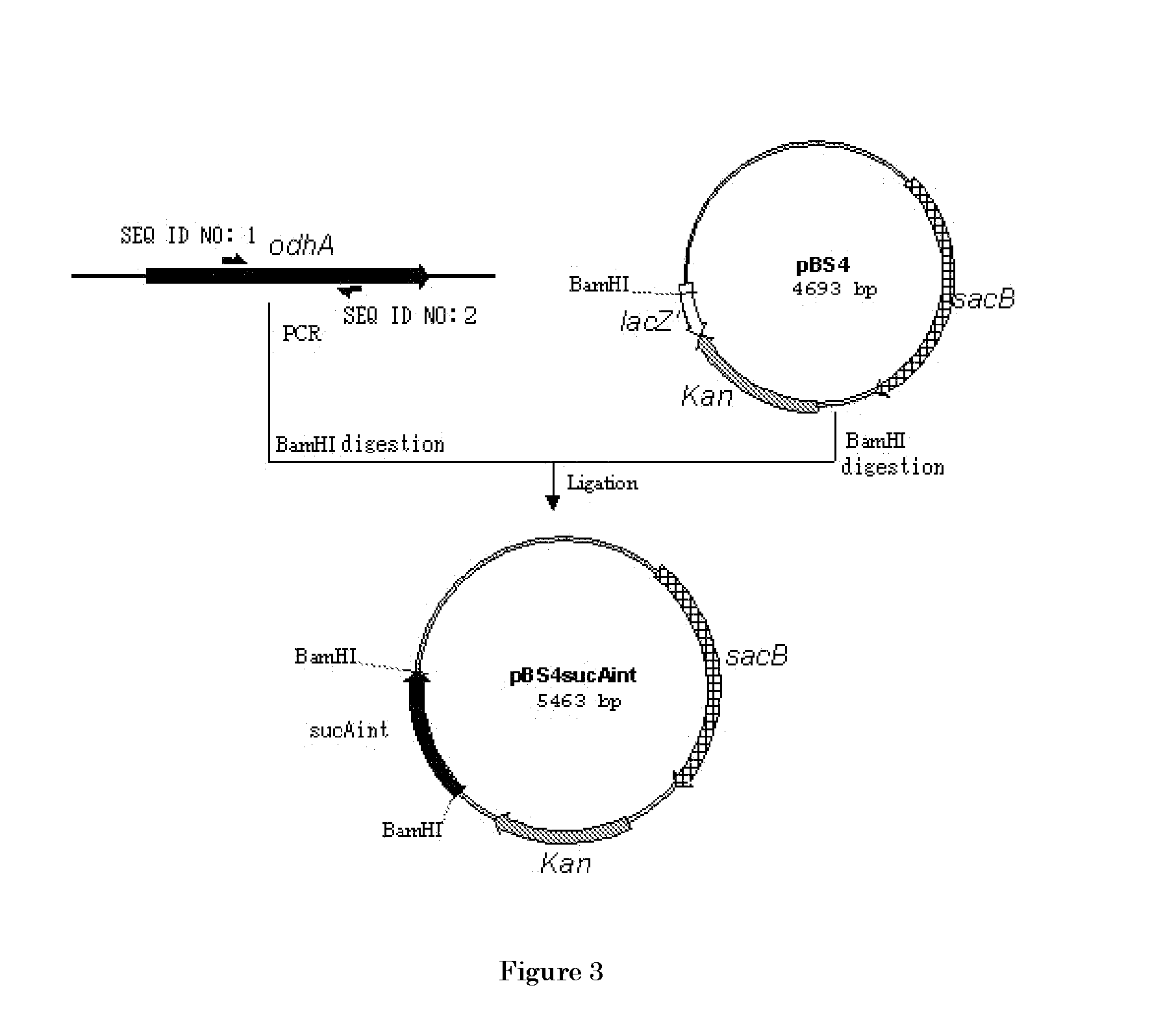 L-glutamic acid-producing microorganism and a method for producing l-glutamic acid