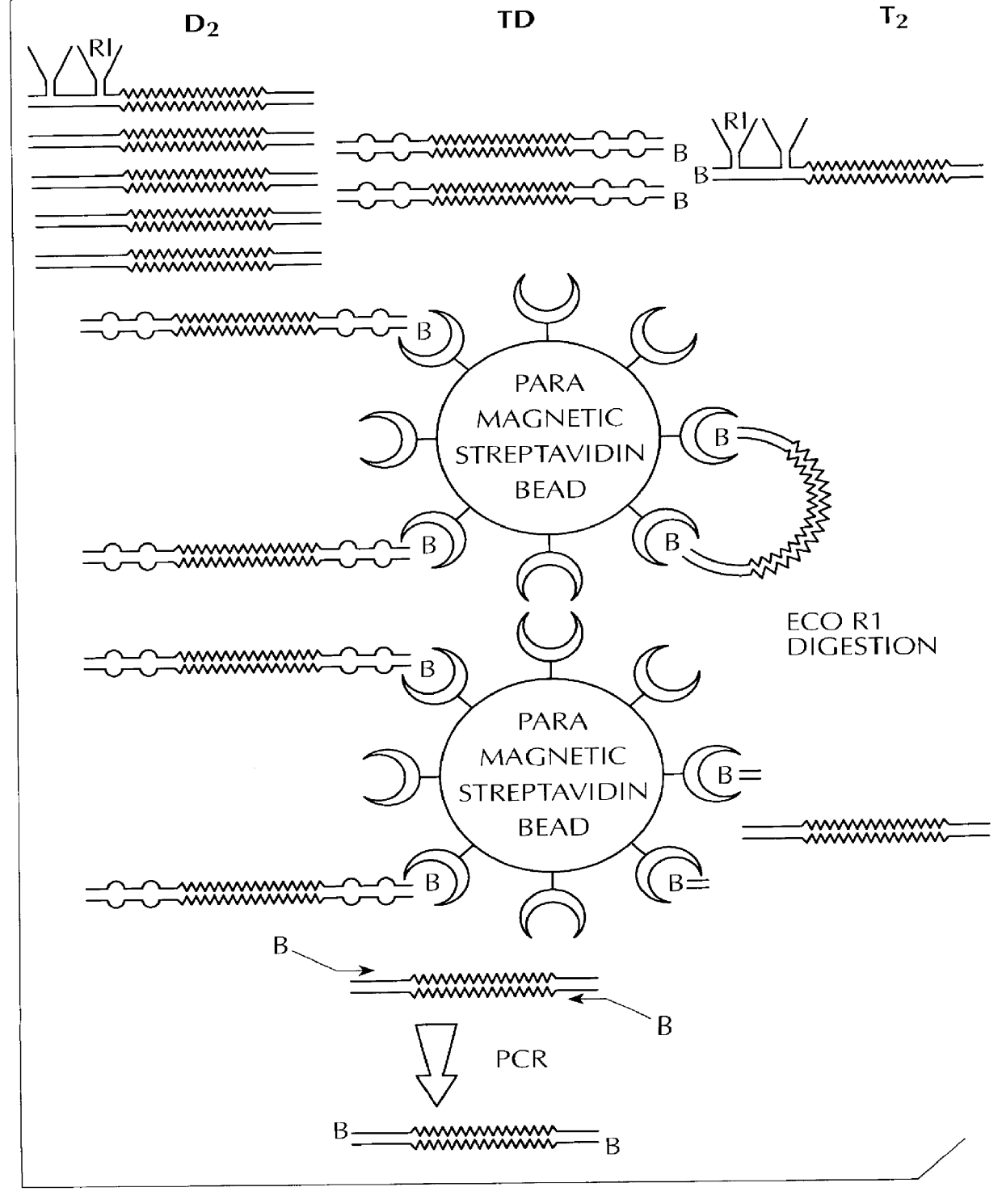 Method for identifying and/or quantifying expression of nucleic acid molecules in a sample