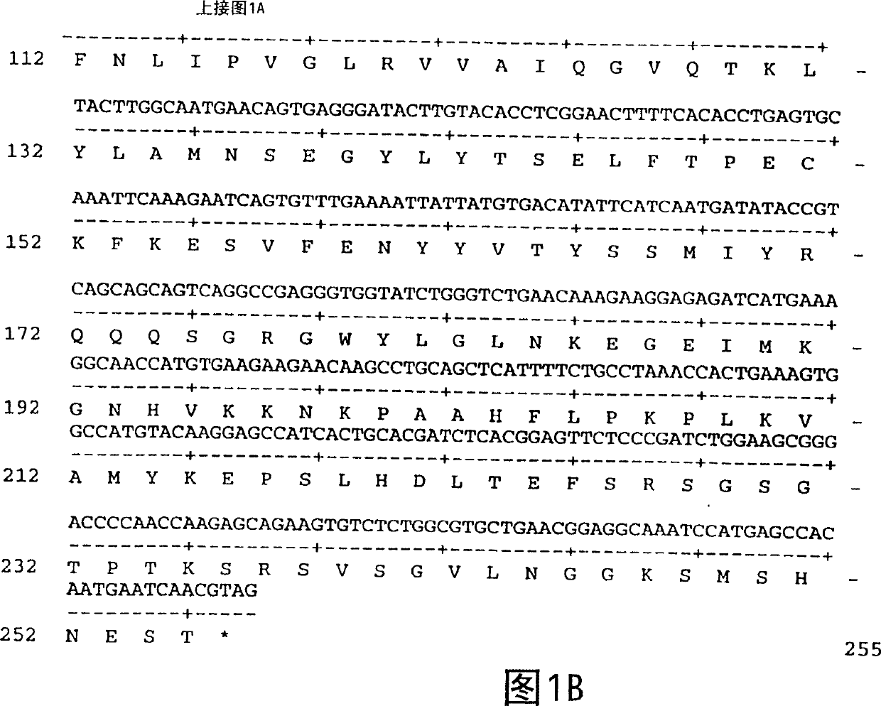 Desmocyte growth factor 11 antibody, antagonist and agonist