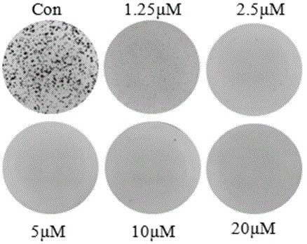 Application of icetexane type abietane diterpene in the preparation of colorectal cancer therapeutic drug