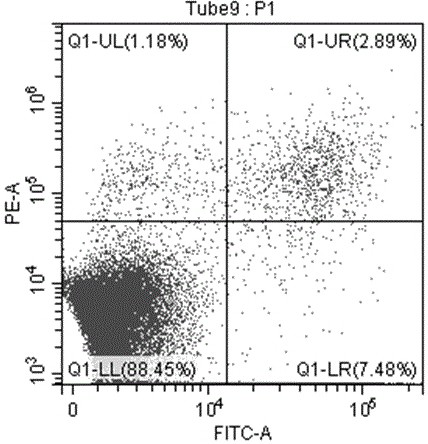 Application of icetexane type abietane diterpene in the preparation of colorectal cancer therapeutic drug