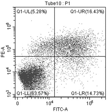 Application of icetexane type abietane diterpene in the preparation of colorectal cancer therapeutic drug