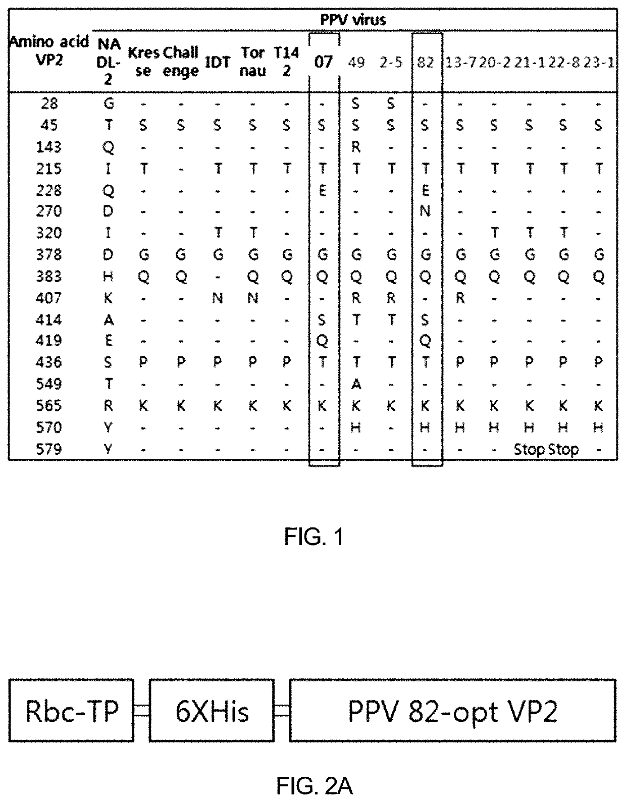 Recombinant porcine parvovirus antigenic protein and use thereof