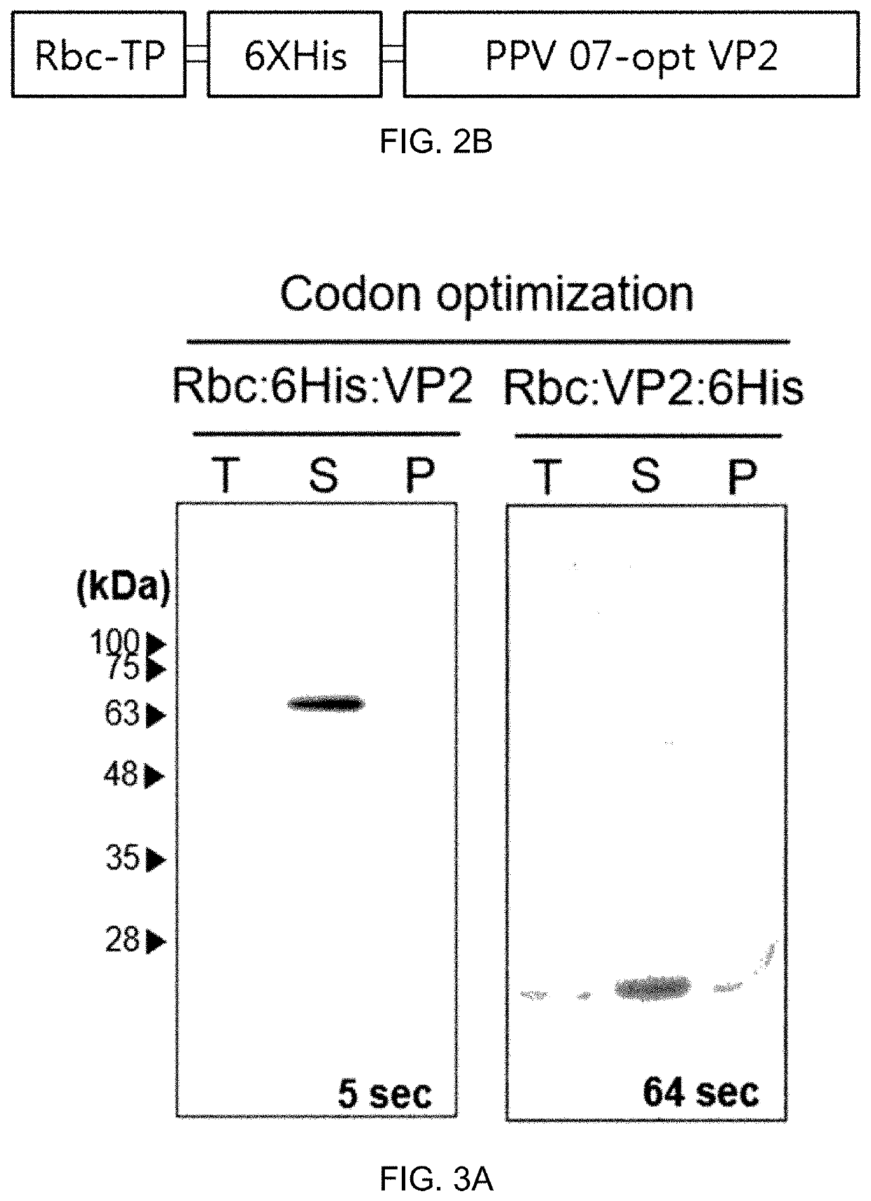 Recombinant porcine parvovirus antigenic protein and use thereof