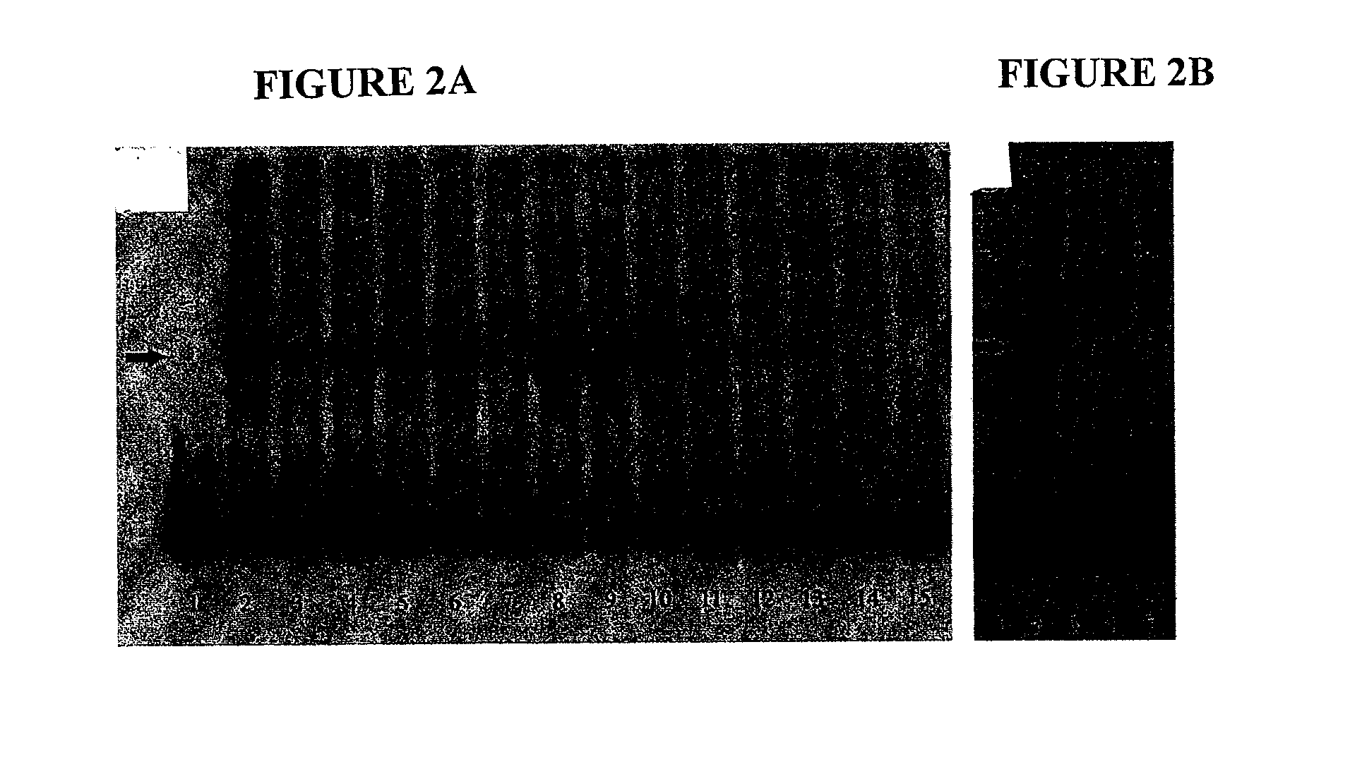 Sodium-iodide symporter gene repressor binding site