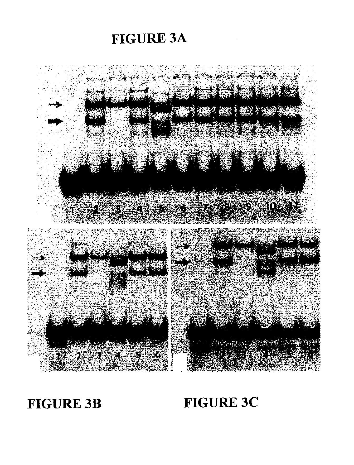 Sodium-iodide symporter gene repressor binding site