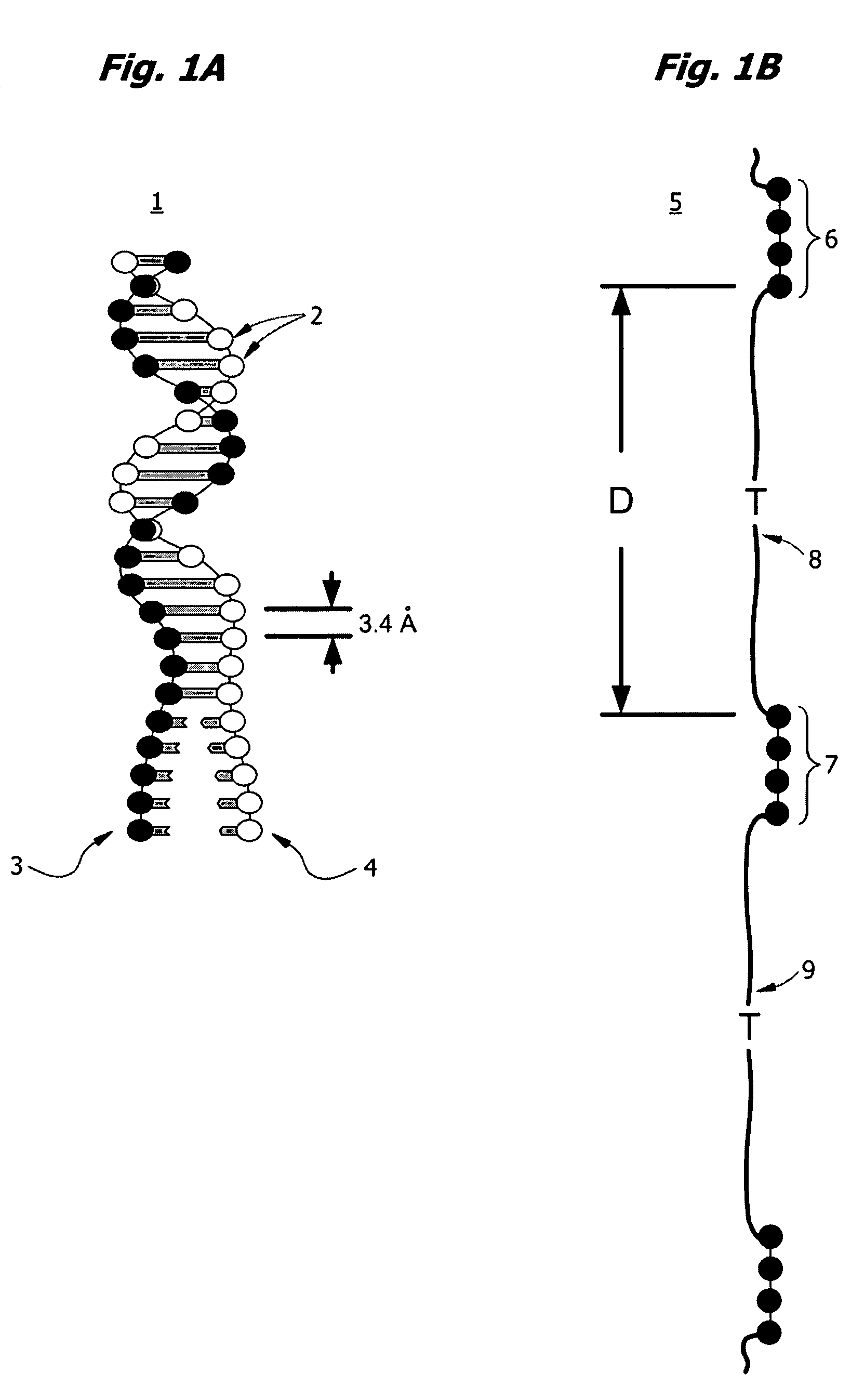 High throughput nucleic acid sequencing by expansion