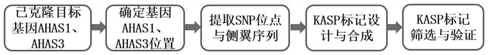 KASP marker primer and kit for identifying imidazolinone herbicide-resistant rape and application of KASP marker primer and kit