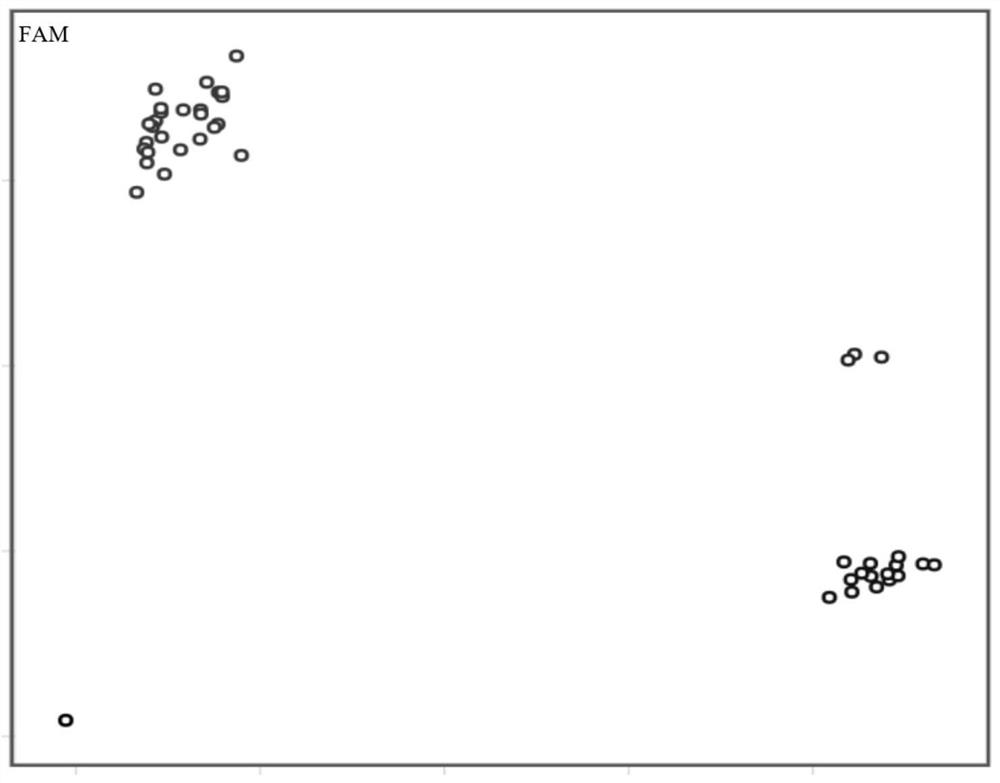 KASP marker primer and kit for identifying imidazolinone herbicide-resistant rape and application of KASP marker primer and kit