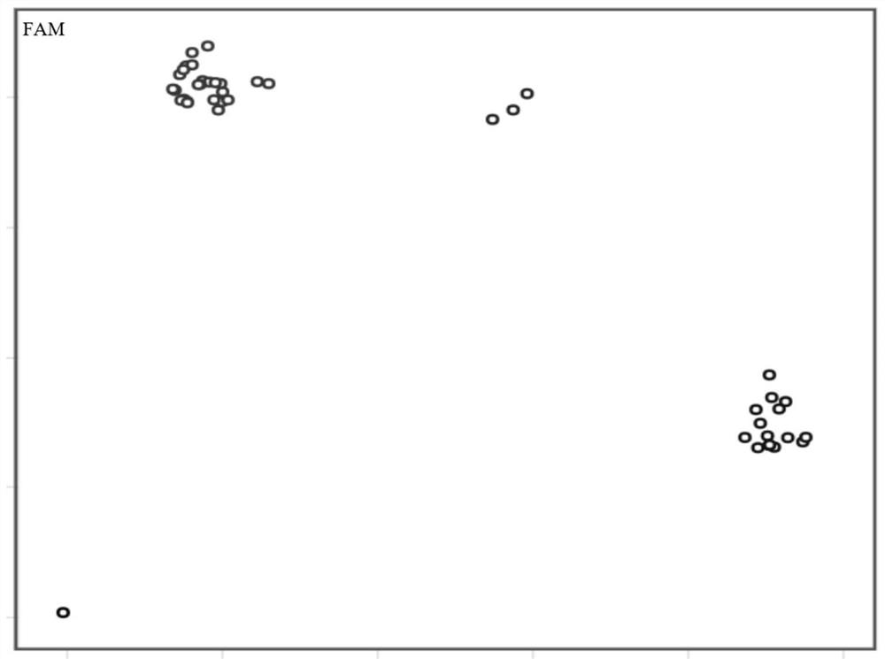 KASP marker primer and kit for identifying imidazolinone herbicide-resistant rape and application of KASP marker primer and kit