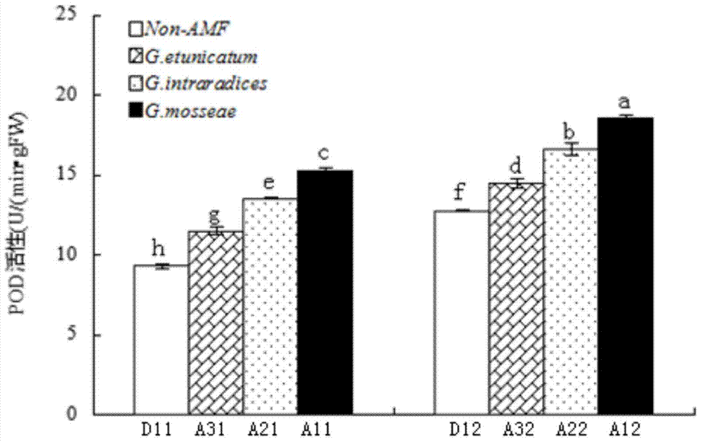 Cold-resistant blueberry plants and cultivation method thereof