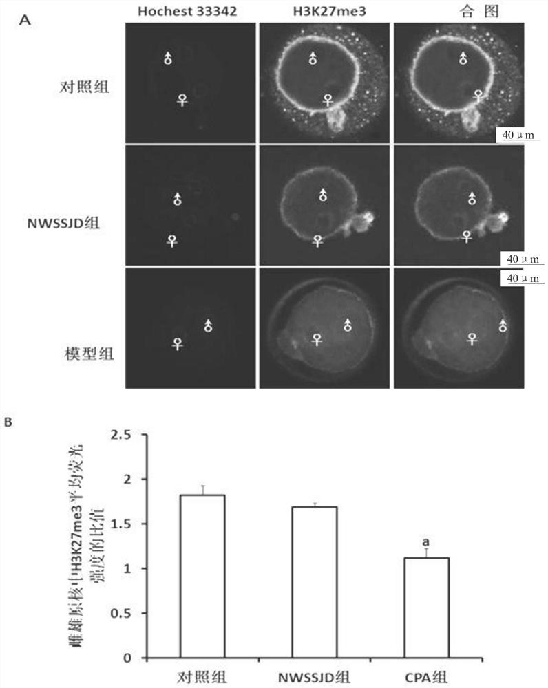 Application of new kidney-warming sperm-producing drink as medicine for reducing expression level of H3K27me3