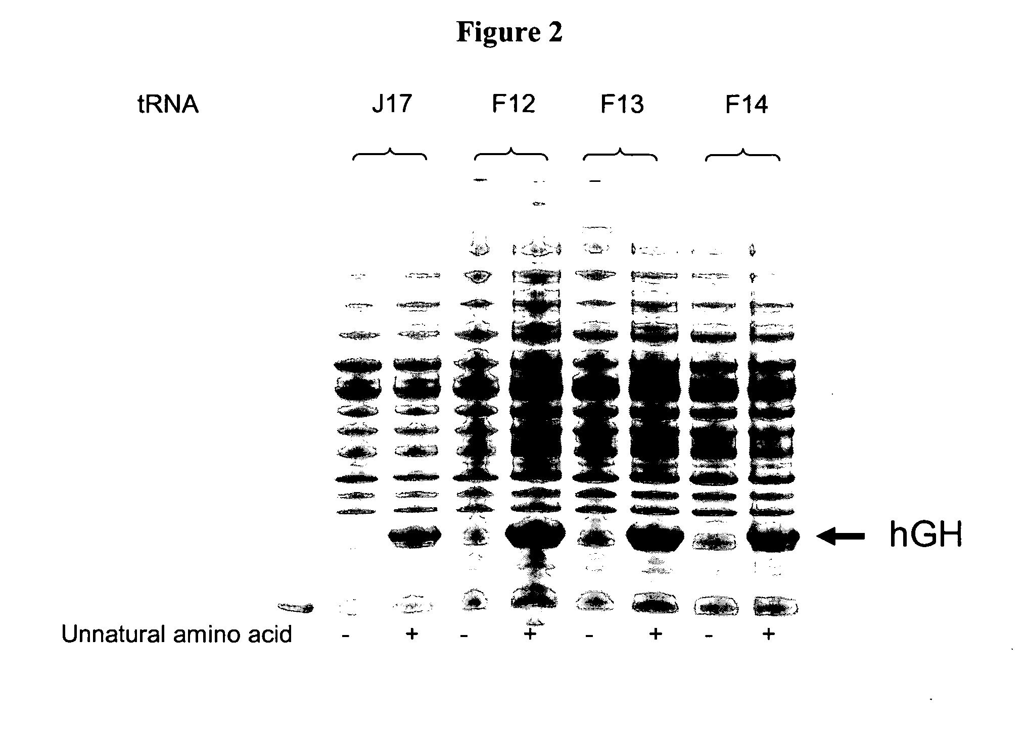 Compositions of tRNA and uses thereof