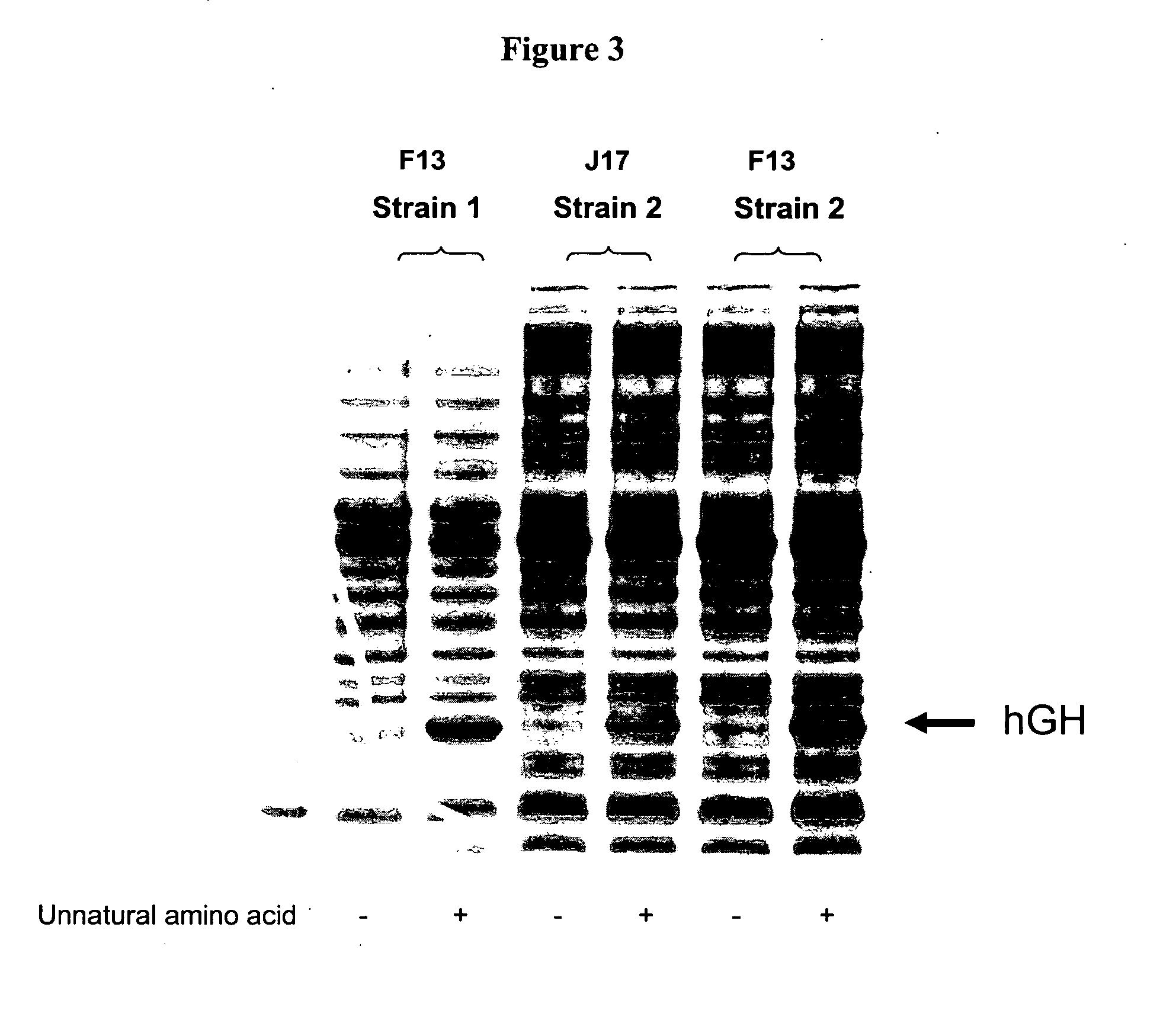 Compositions of tRNA and uses thereof