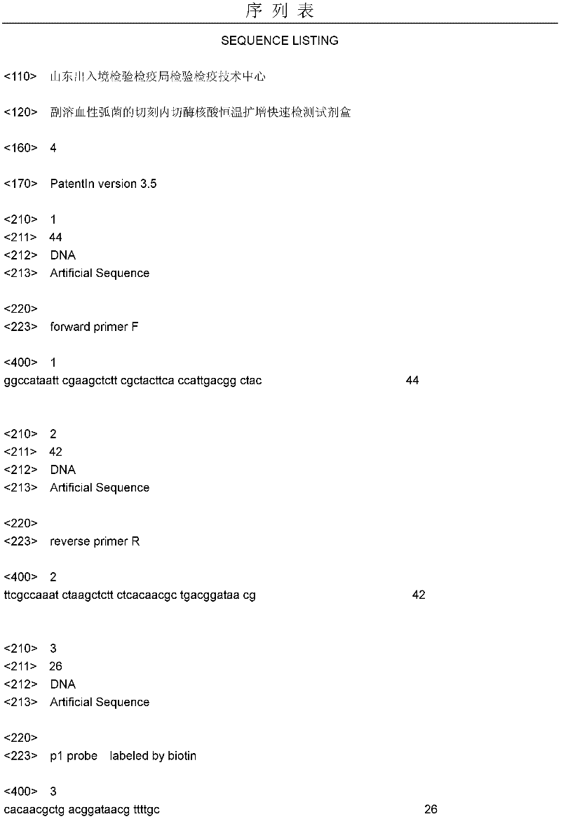 Nicking incision enzyme nucleic acid isothermal amplification and rapid detection kit of vibrio parahaemolyticus