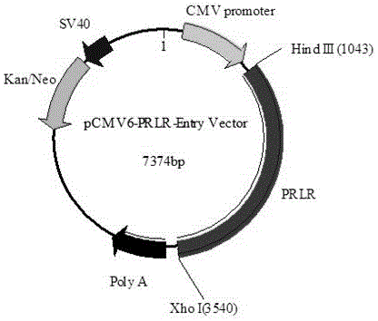 Method for detecting fowl PRL based on JAK-STAT 5 signal transduction pathway