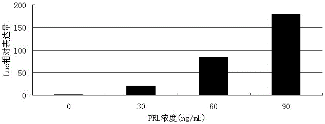 Method for detecting fowl PRL based on JAK-STAT 5 signal transduction pathway